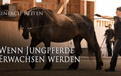 Wenn Jungpferde erwachsen werden…