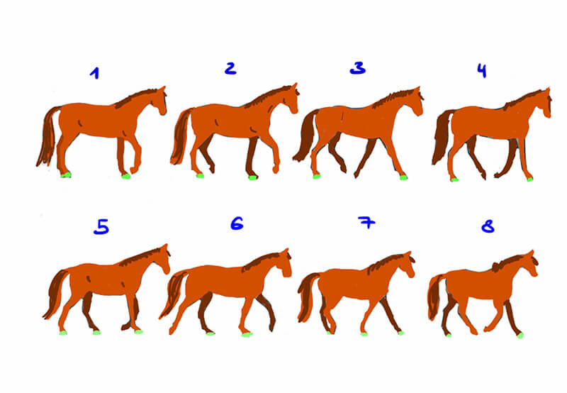 Gangarten Pferd Fußfolge