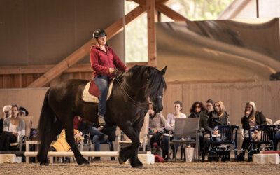 Das Mysterium Reitunterricht