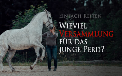 Versammlung und das junge Pferd?