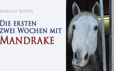 Zwei Wochen Mandrake