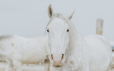 Und dann kam noch ein Lipizzaner