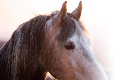 ERP-102: Lass uns über Maßstäbe sprechen